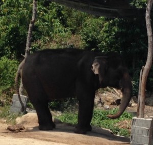 roadside elephant